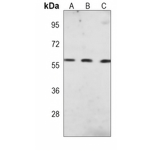 NUP54 Mouse Monoclonal Antibody(C3937)