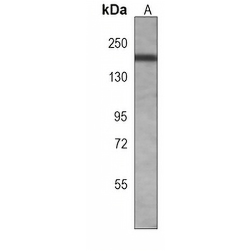 PB1 Mouse Monoclonal Antibody(C3939)