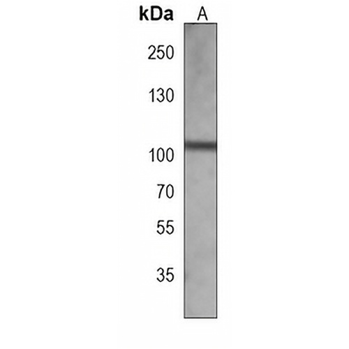 GLK Mouse Monoclonal Antibody(C3941)