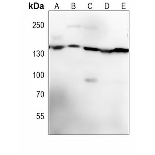 RAPTOR Mouse Monoclonal Antibody(C3945)