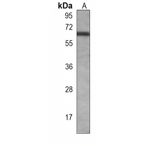 cGAS Mouse Monoclonal Antibody(C3946)