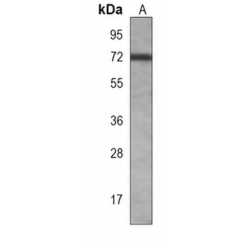 BANP Mouse Monoclonal Antibody(C3947)