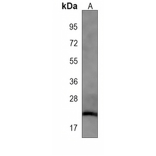 FNDC5 Mouse Monoclonal Antibody(C3948)