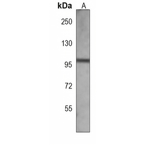 HIPK4 Mouse Monoclonal Antibody(C3949)