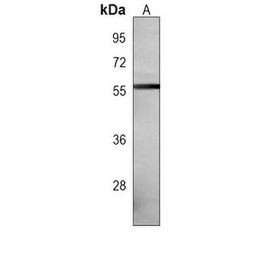 CABC1 Mouse Monoclonal Antibody(C3953)