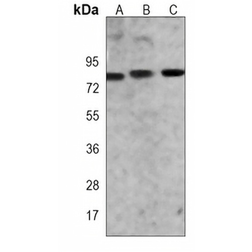 GOLGA5 Mouse Monoclonal Antibody(C3954)
