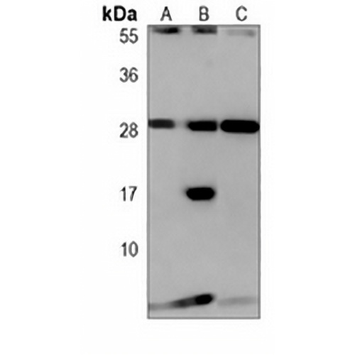 CD366 Mouse Monoclonal Antibody(C3956)