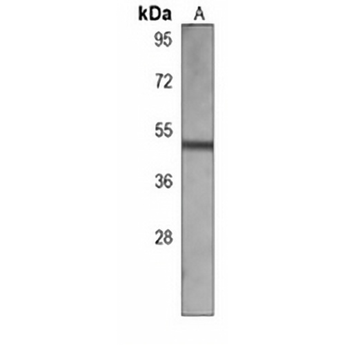 BLNK Mouse Monoclonal Antibody(C3958)