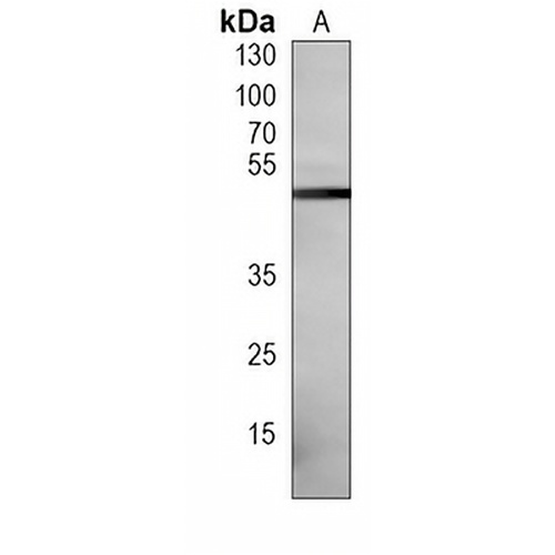 ATG4A Mouse Monoclonal Antibody(C3959)