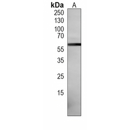 Histone Deacetylase 2 Mouse Monoclonal Antibody(C3963)
