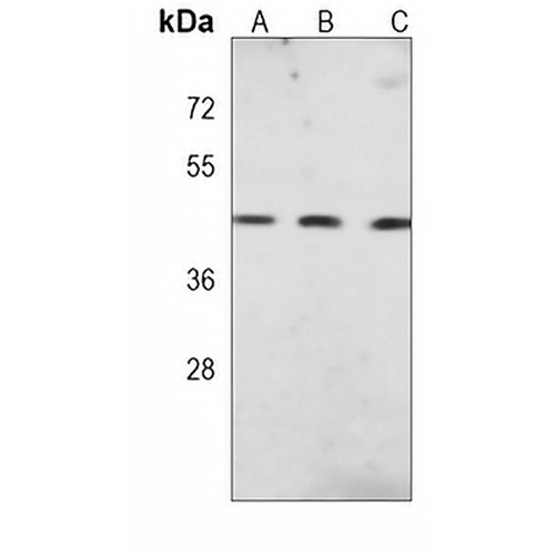 DPF2 Mouse Monoclonal Antibody(C3964)