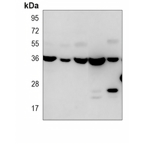 WBP2 Mouse Monoclonal Antibody(C3966)
