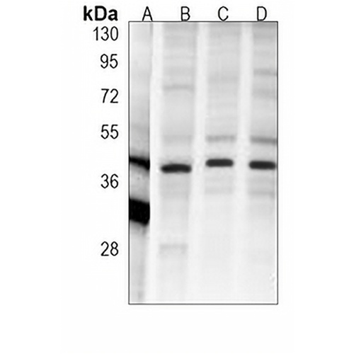 PRAS40 Mouse Monoclonal Antibody(C3967)
