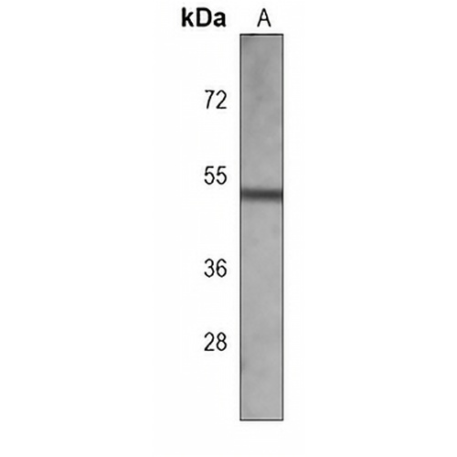 ATG4C Mouse Monoclonal Antibody(C3968)