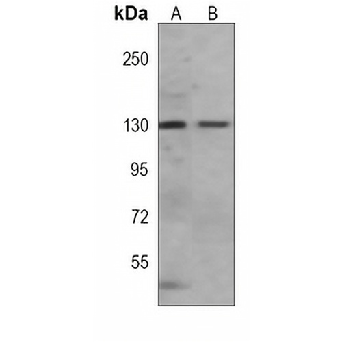 SIRT1 Mouse Monoclonal Antibody(C3969)