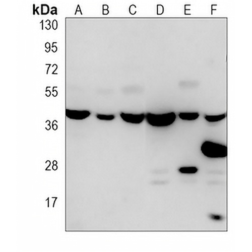 PURB Mouse Monoclonal Antibody(C3973)