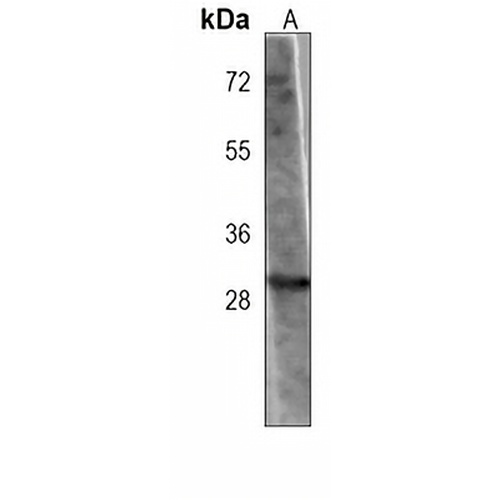 OR5B12 Mouse Monoclonal Antibody(C3974)