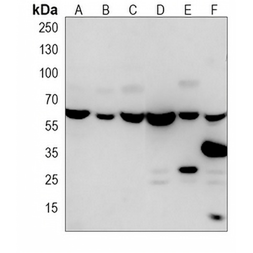 BBS4 Mouse Monoclonal Antibody(C3975)