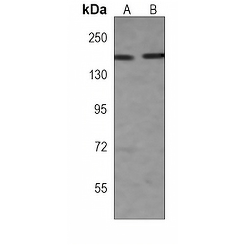 Erbin Mouse Monoclonal Antibody(C3977)