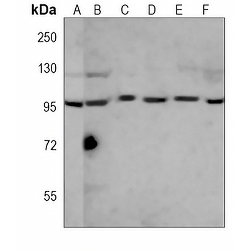 RANBP9 Mouse Monoclonal Antibody(C3978)