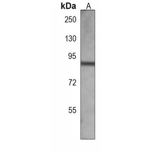 Aconitase 2 Mouse Monoclonal Antibody(C3979)