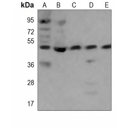 TSG101 Mouse Monoclonal Antibody(C3980)