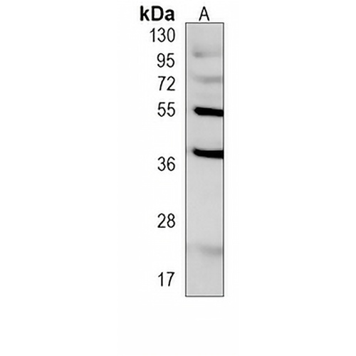 CD273 Mouse Monoclonal Antibody(C3984)