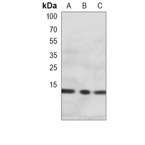 Endobrevin Mouse Monoclonal Antibody(C3988)