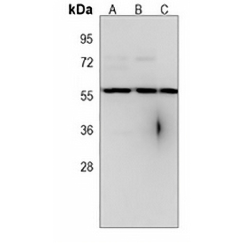 RBCK1 Mouse Monoclonal Antibody(C3991)