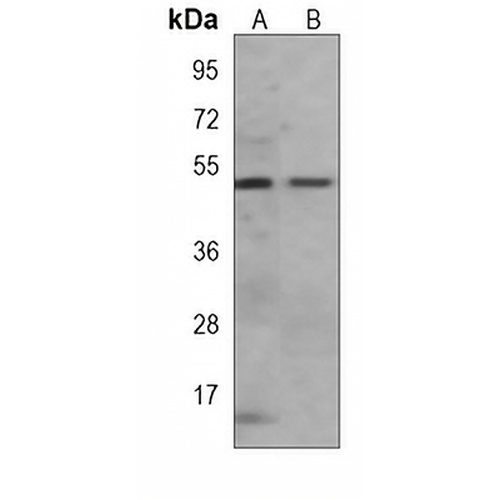 Makorin-2 Mouse Monoclonal Antibody(C3994)