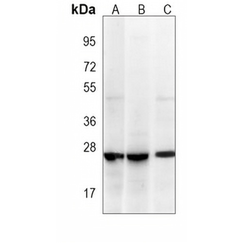 RAB1B Mouse Monoclonal Antibody(C3995)
