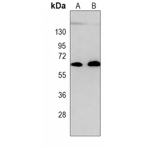 CARD9 Mouse Monoclonal Antibody(C3998)