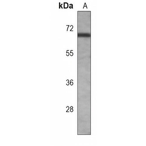 p63 Mouse Monoclonal Antibody(C3999)