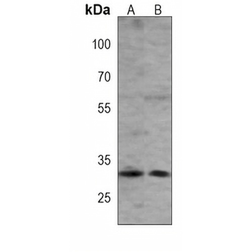 GOLPH3 Mouse Monoclonal Antibody(C4002)
