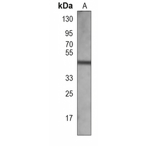 PRDM12 Mouse Monoclonal Antibody(C4004)