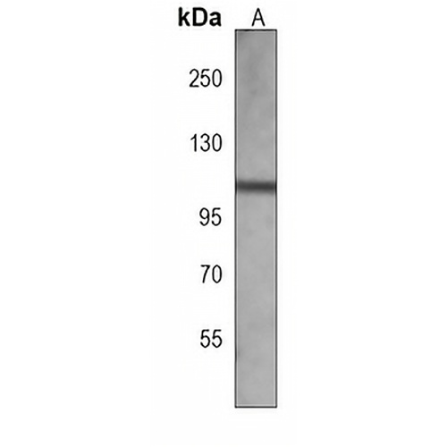 ECT2 Mouse Monoclonal Antibody(C4005)