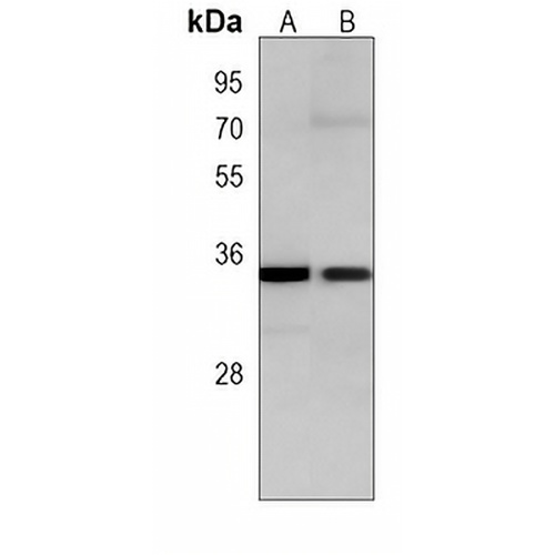 NANOG Mouse Monoclonal Antibody(C4006)