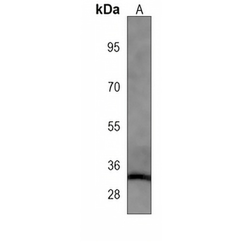 LIN28A Mouse Monoclonal Antibody(C4007)