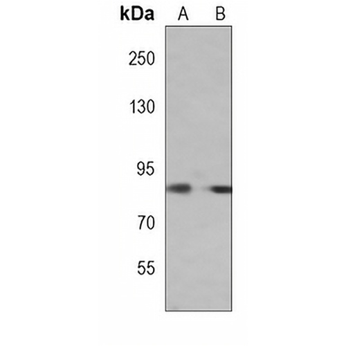 Smurf2 Mouse Monoclonal Antibody(C4009)