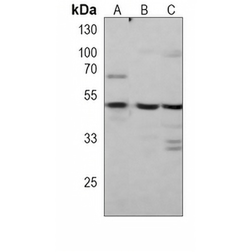 CBX8 Mouse Monoclonal Antibody(C4011)