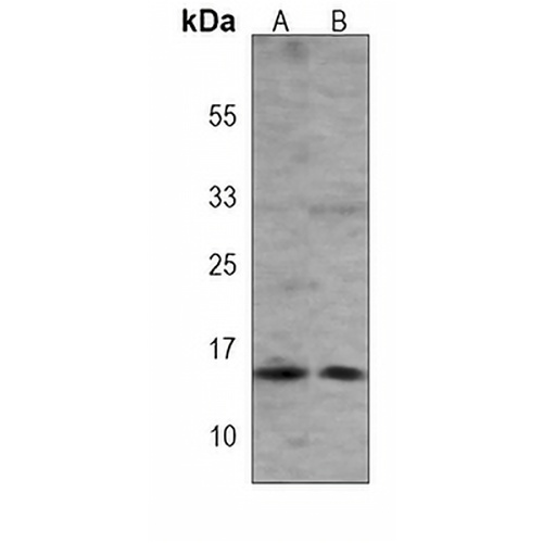 THEM2 Mouse Monoclonal Antibody(C4013)