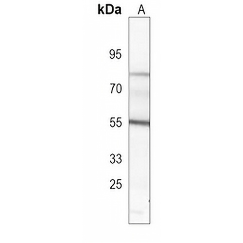 Pr-Set7 Mouse Monoclonal Antibody(C4016)