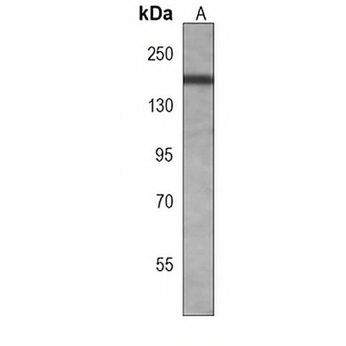 PRDM10 Mouse Monoclonal Antibody(C4017)