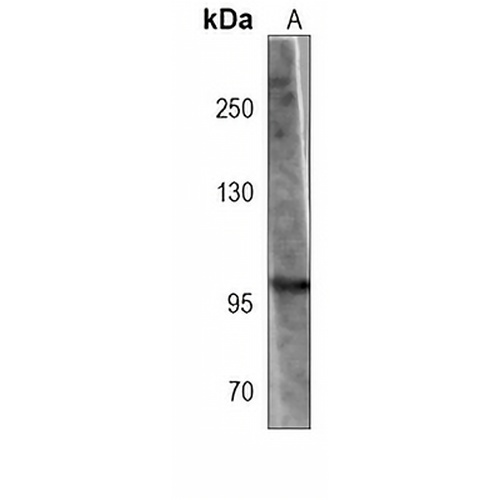 DISC-1 Mouse Monoclonal Antibody(C4019)