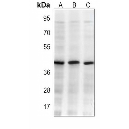 FIH-1 Mouse Monoclonal Antibody(C4022)