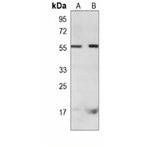 RAP1A Mouse Monoclonal Antibody(C4024)
