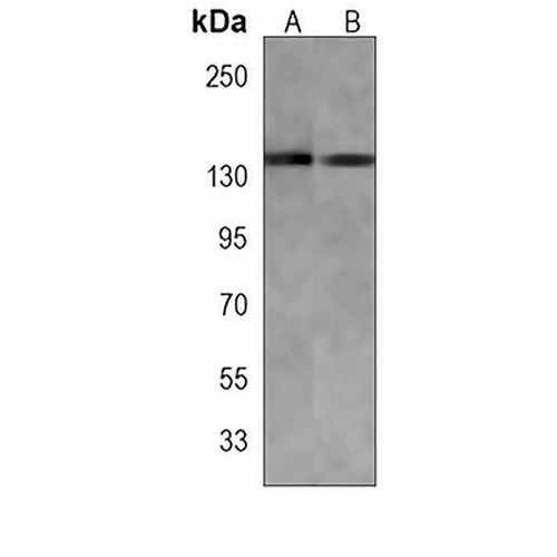 FAM120A Mouse Monoclonal Antibody(C4025)