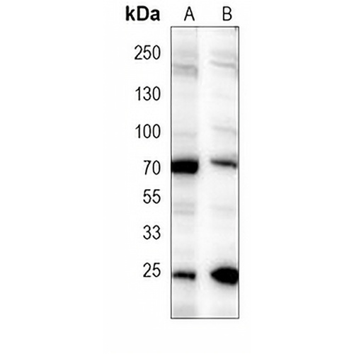 NLK Mouse Monoclonal Antibody(C4030)
