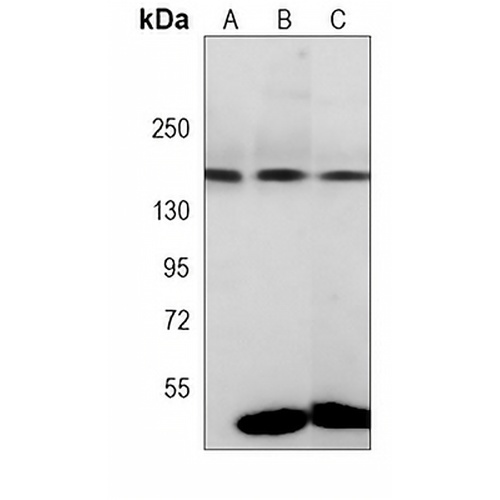 Integrin alpha 11 Mouse Monoclonal Antibody(C4038)