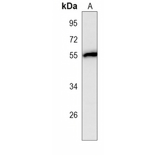 NUP50 Mouse Monoclonal Antibody(C4039)